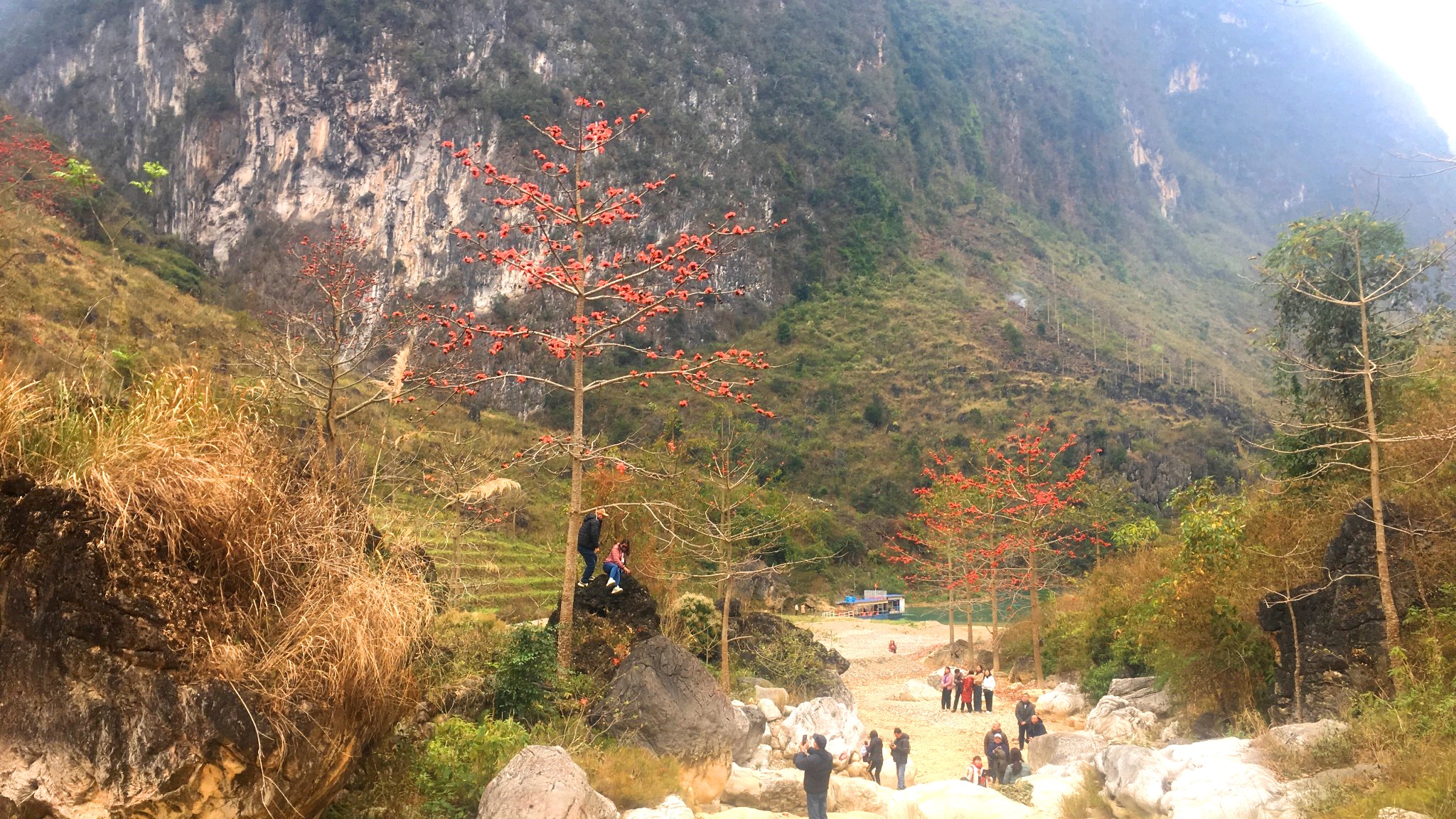 Vẻ đẹp của hoa mộc miên nơi vùng Cao nguyên đá Hà Giang