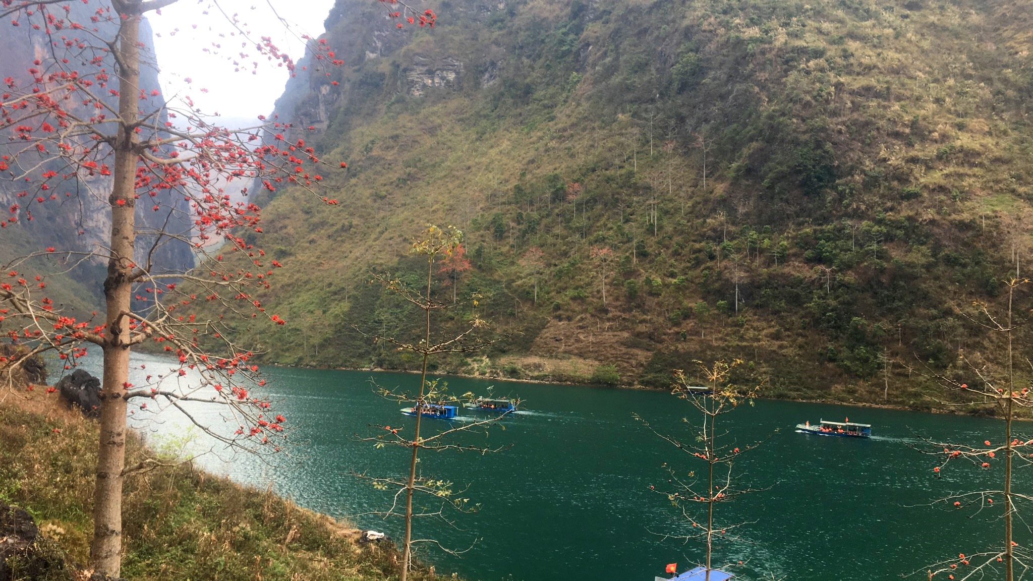 Vẻ đẹp của hoa mộc miên nơi vùng Cao nguyên đá Hà Giang