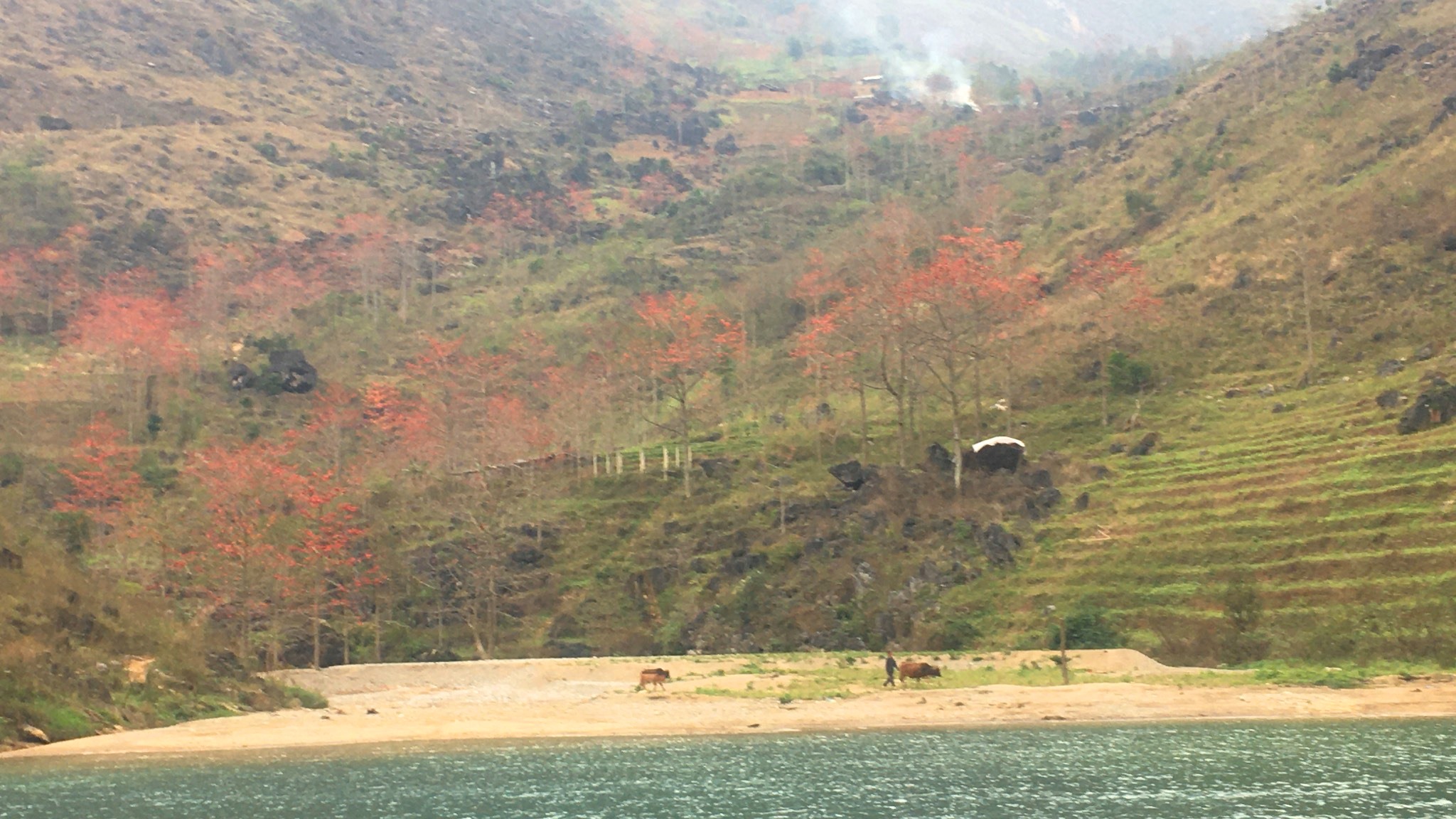 Vẻ đẹp của hoa mộc miên nơi vùng Cao nguyên đá Hà Giang