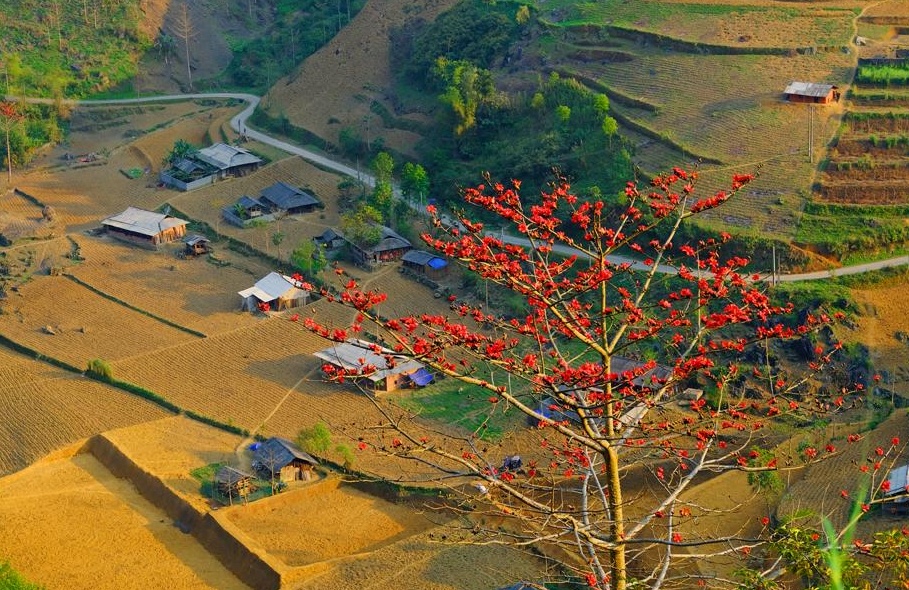 Hà Giang rực rỡ mùa hoa Mộc Miên