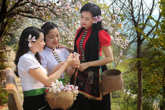 Điện Biên ngập tràn sắc hoa ban