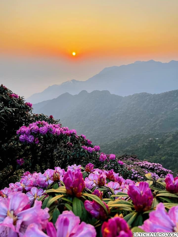 Khám phá hoa đỗ quyên tuyệt đẹp ở Lai Châu