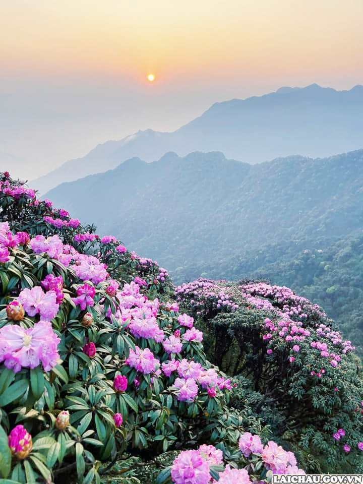 Khám phá hoa đỗ quyên tuyệt đẹp ở Lai Châu