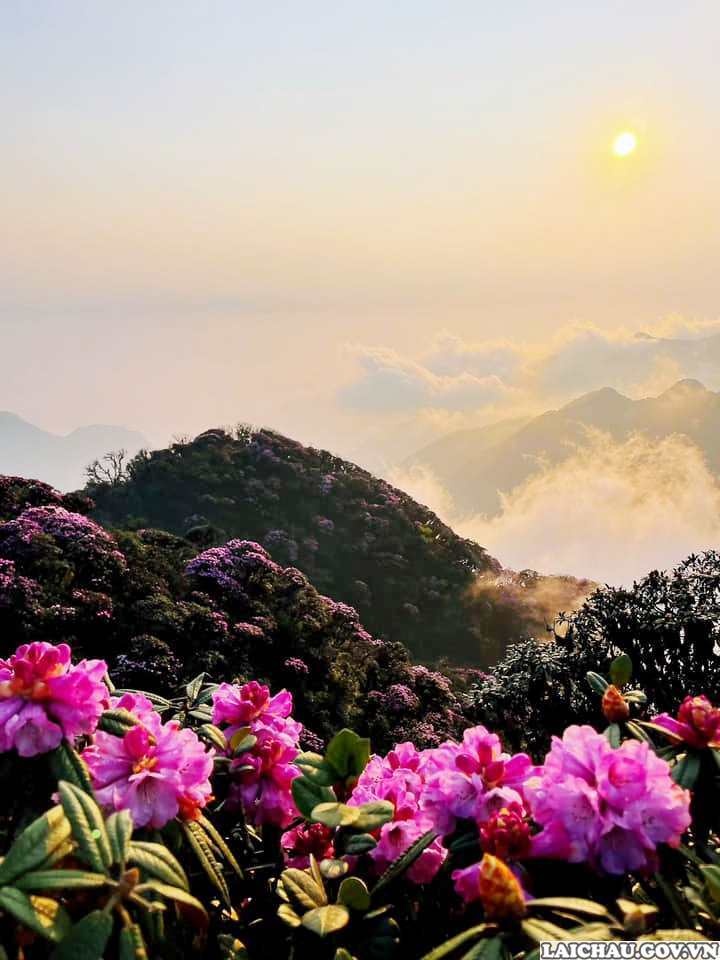 Khám phá hoa đỗ quyên tuyệt đẹp ở Lai Châu