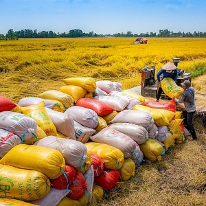 Gạo khan hiếm và cơ hội của Việt Nam