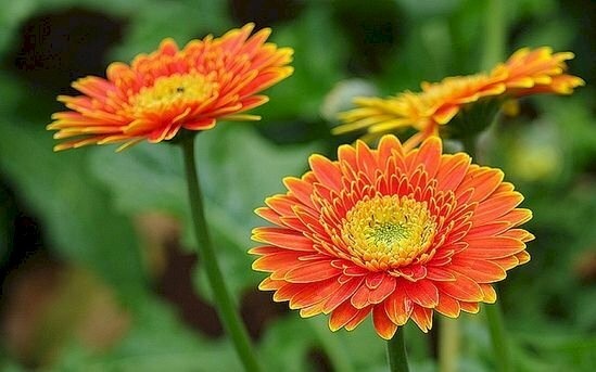 Tử vi ngày 15/3/2024: Tuổi Dần trên đà tăng tiến, tuổi Thân cẩn thận rắc rối Tử vi ngày 15/3/2024: Tuổi Dần trên đà tăng tiến, tuổi Thân cẩn thận rắc rối