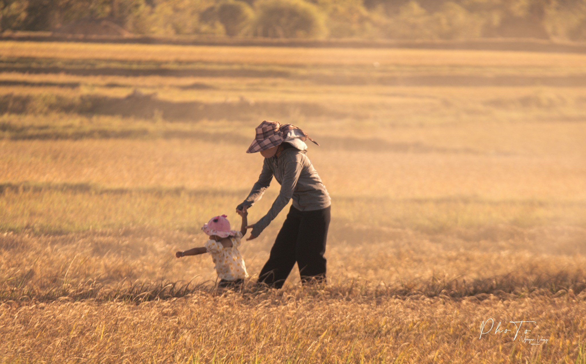Trở về miền ký ức qua mùa lúa chín ở Ninh Thuận