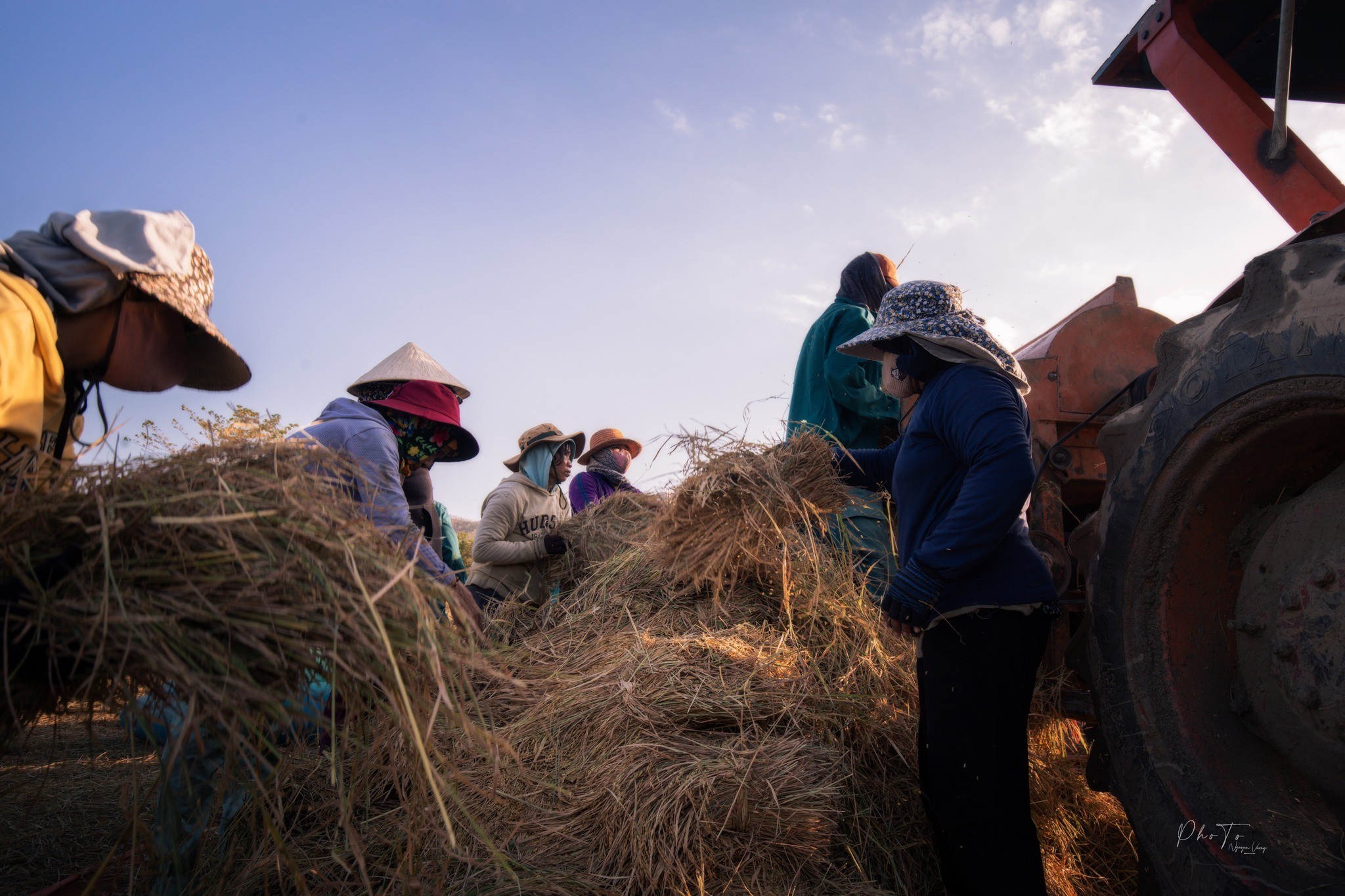 Trở về miền ký ức qua mùa lúa chín ở Ninh Thuận
