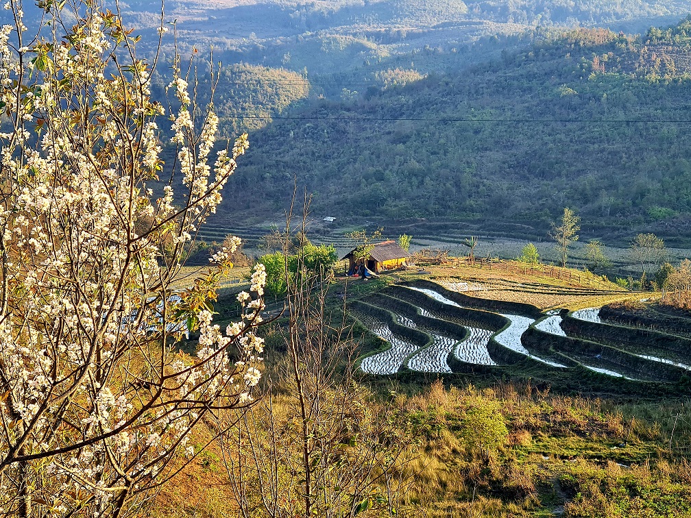 Hoa sơn tra nở giữa Y Tý đại ngàn