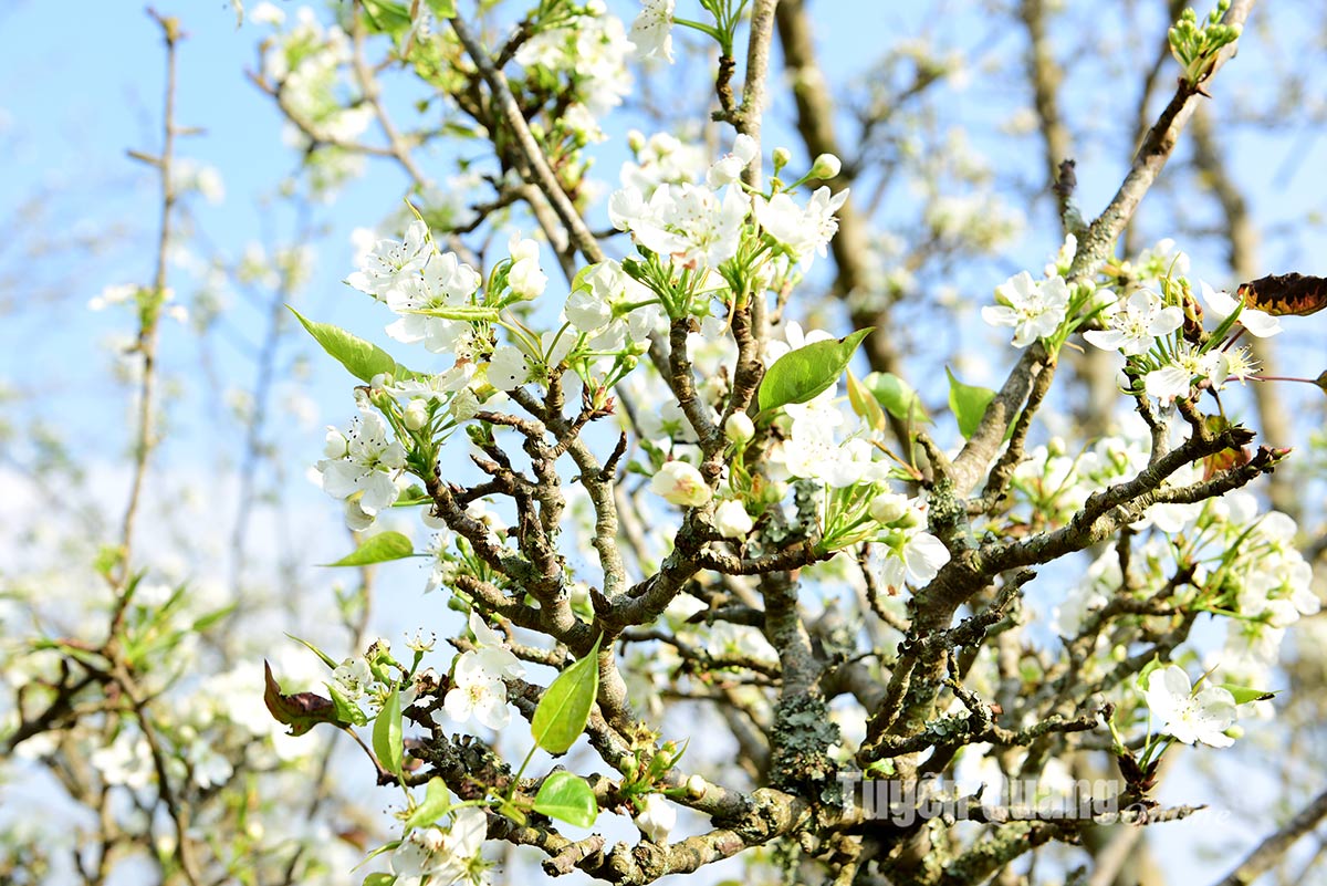 Sức hút Hồng Thái