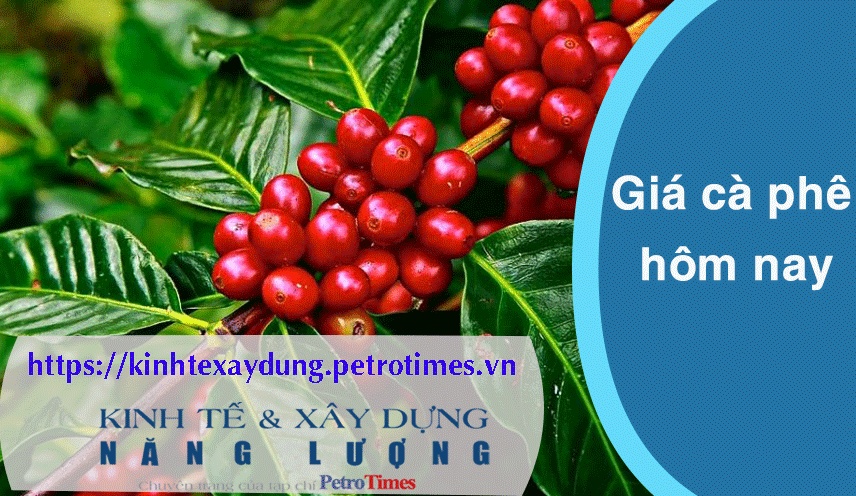 Giá cà phê hôm nay 17/3: Tăng mạnh, chạm mốc 93.000 đồng/kg