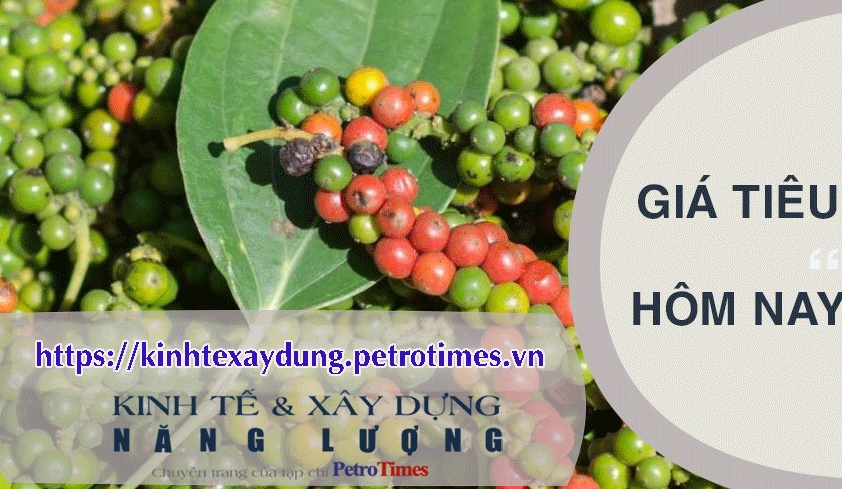 Giá tiêu hôm nay 17/3: Điều chỉnh tăng