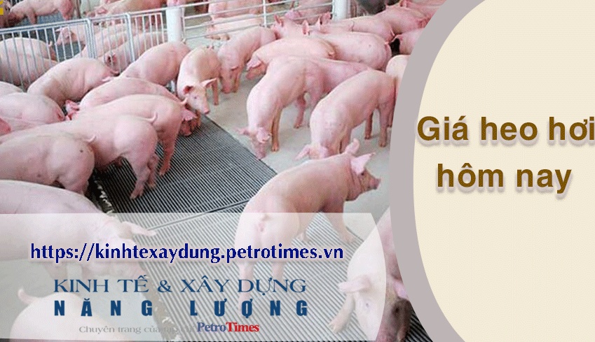 Giá heo hơi hôm nay 17/3: Ghi nhận tuần tăng ở cả 3 miền