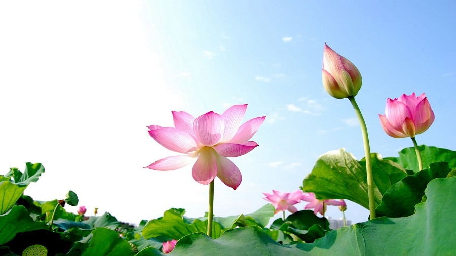 Tử vi ngày 18/3/2024: Tuổi Tỵ lật ngược tình thế, tuổi Dậu đối mặt thị phi Tử vi ngày 18/3/2024: Tuổi Tỵ lật ngược tình thế, tuổi Dậu đối mặt thị phi