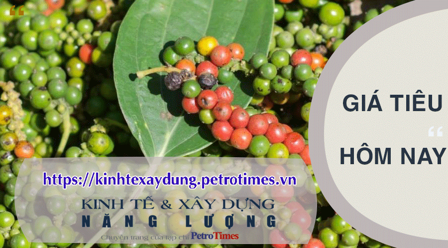 Giá tiêu hôm nay 18/3: Đồng loạt chững lại