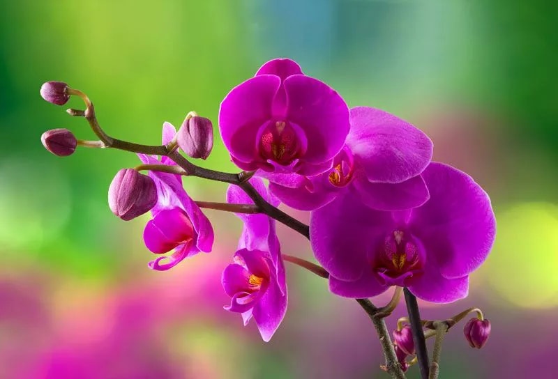 Tử vi ngày 19/3/2024: Tuổi Ngọ điềm dữ hóa lành, tuổi Hợi tâm trạng tụt dốc