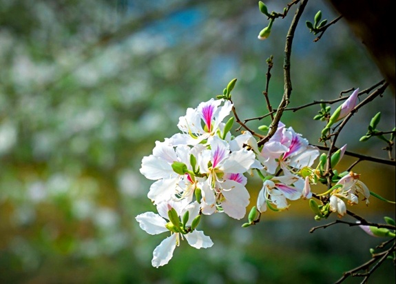 Tử vi ngày 19/3/2024: Tuổi Ngọ điềm dữ hóa lành, tuổi Hợi tâm trạng tụt dốc