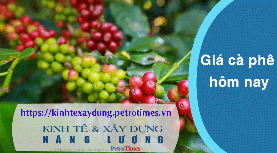 Giá cà phê hôm nay 19/3: Robusta và Arabica xu hướng trái chiều nhau