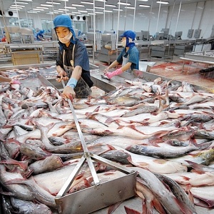 CPTPP vượt Mỹ trở thành thị trường tiêu thụ cá tra lớn thứ 2 của Việt Nam