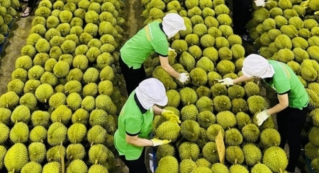 Tin tức kinh tế ngày 21/3: Xuất khẩu sầu riêng sang Thái Lan tăng vọt