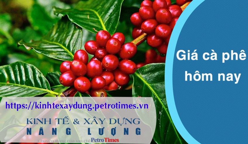 Giá cà phê hôm nay 22/3: Trong nước quay đầu giảm