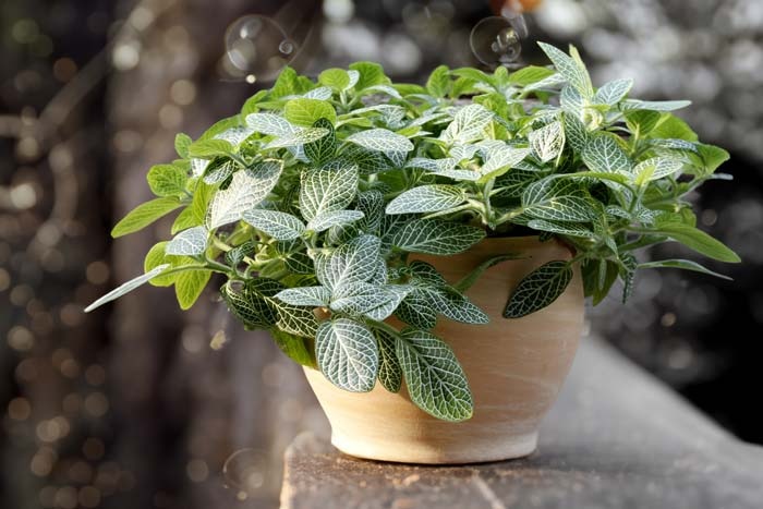 Tử vi ngày 25/3/2024: Tuổi Tý vượng vận quý nhân, tuổi Ngọ không ít lao đao