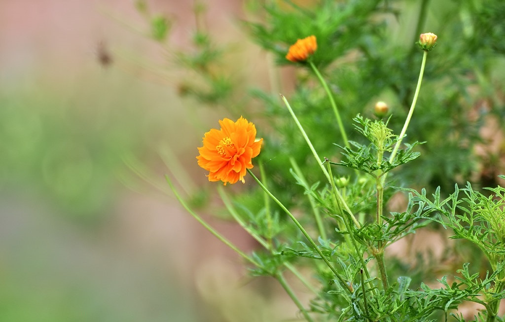 Tử vi ngày 26/3/2024: Tuổi Dần lao động hăng say, tuổi Thân bộn bề công việc