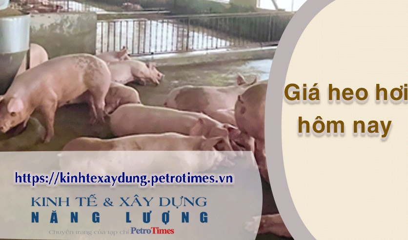 Giá heo hơi hôm nay 26/3: Lặng sóng tại miền Bắc và miền Trung