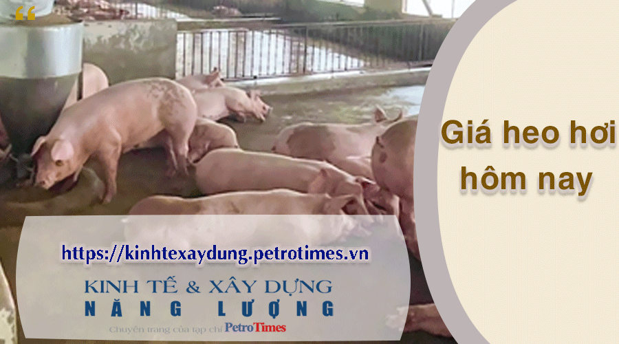 Giá heo hơi hôm nay 26/3: Lặng sóng tại miền Bắc và miền Trung