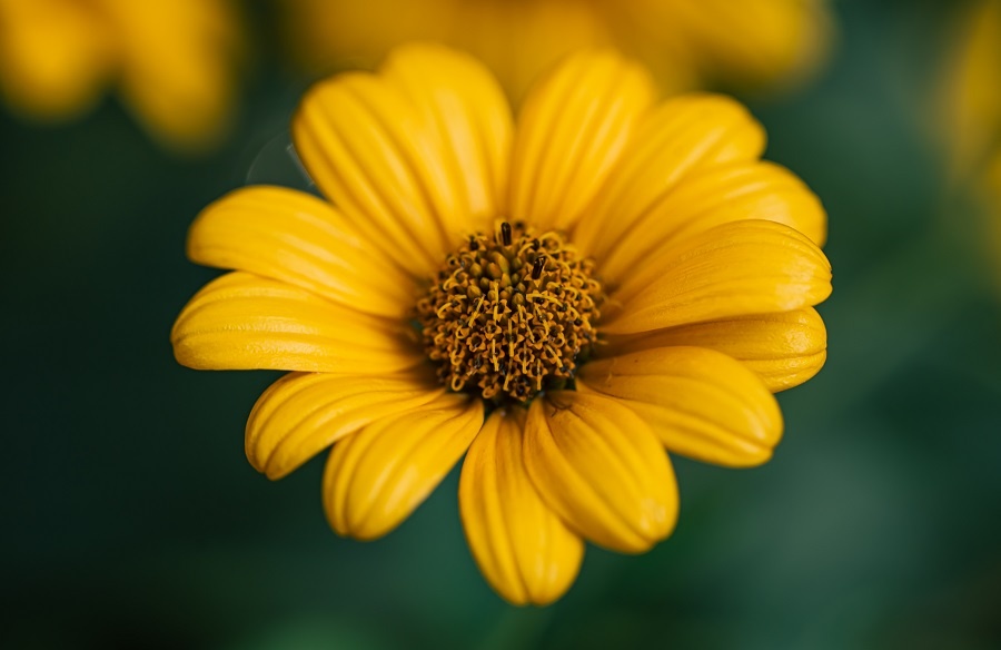 Tử vi ngày 27/3/2024: Tuổi Sửu bước tiến vượt bậc, tuổi Tuất thu về thành quả Tử vi ngày 27/3/2024: Tuổi Sửu bước tiến vượt bậc, tuổi Tuất thu về thành quả