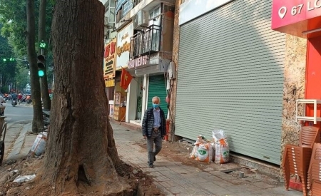 Công an Hà Nội sẽ điều tra vụ cây sao đen chết khô trên phố Lò Đúc