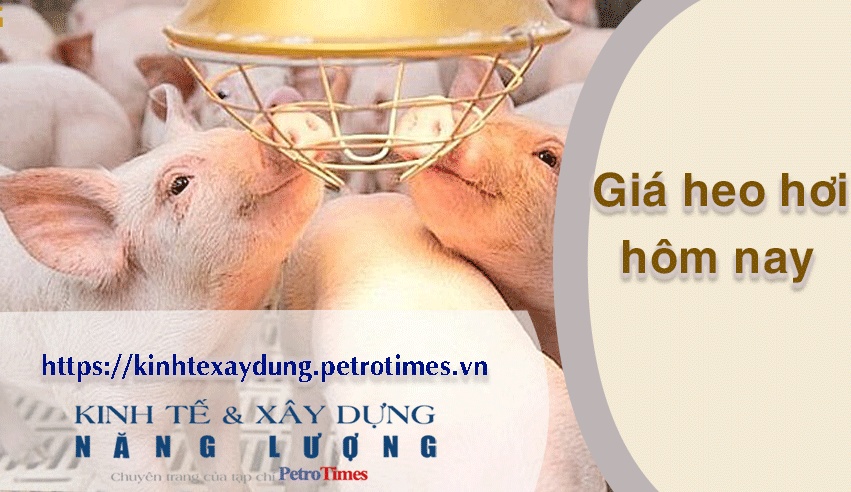 Giá heo hơi hôm nay 29/3: Giảm tại miền Bắc và miền Trung
