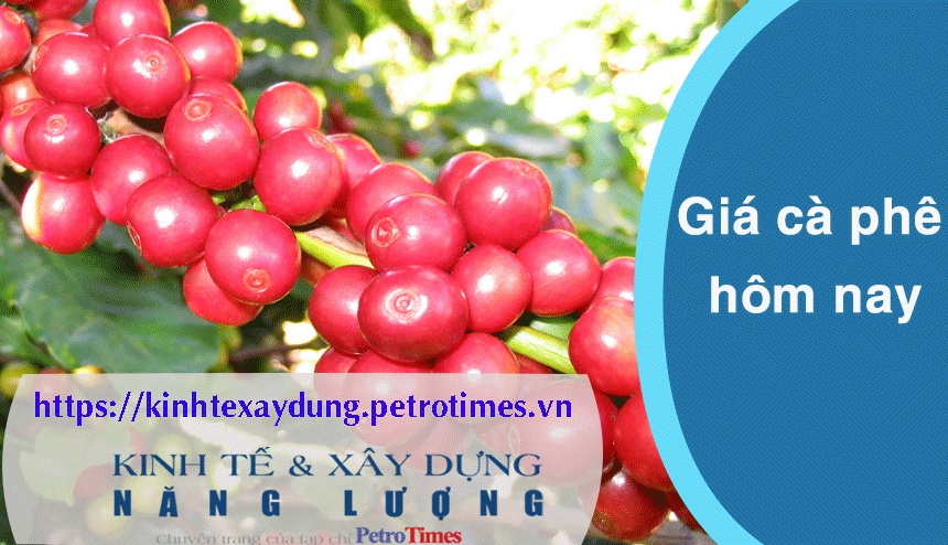 Giá cà phê hôm nay 31/3: Trong nước tăng nhẹ trở lại