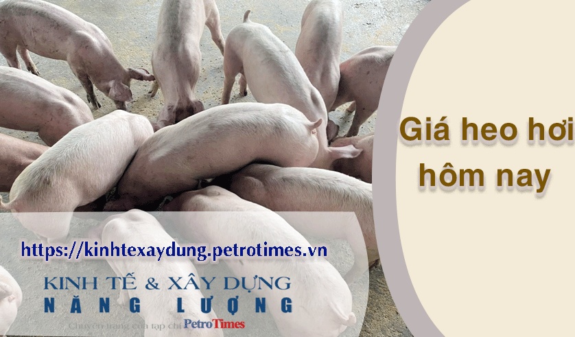 Giá heo hơi hôm nay 2/4: Miền Nam biến động trái chiều