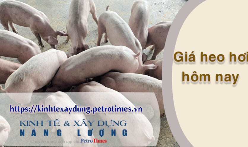 Giá heo hơi hôm nay 3/4: Tăng rải rác