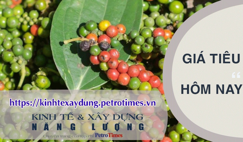 Giá tiêu hôm nay 4/4: Tây Nguyên giảm 500 đồng/kg