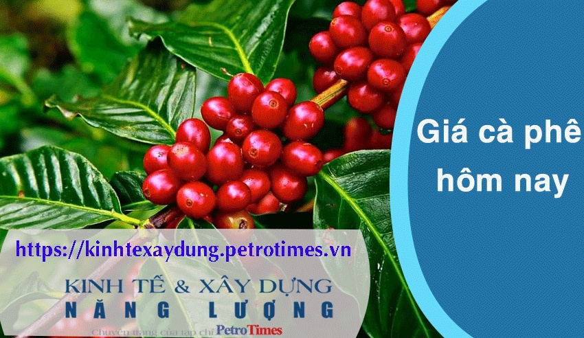 Giá cà phê hôm nay 5/4: Trong nước tiếp tục tăng mạnh, chạm mốc 103.000 đồng