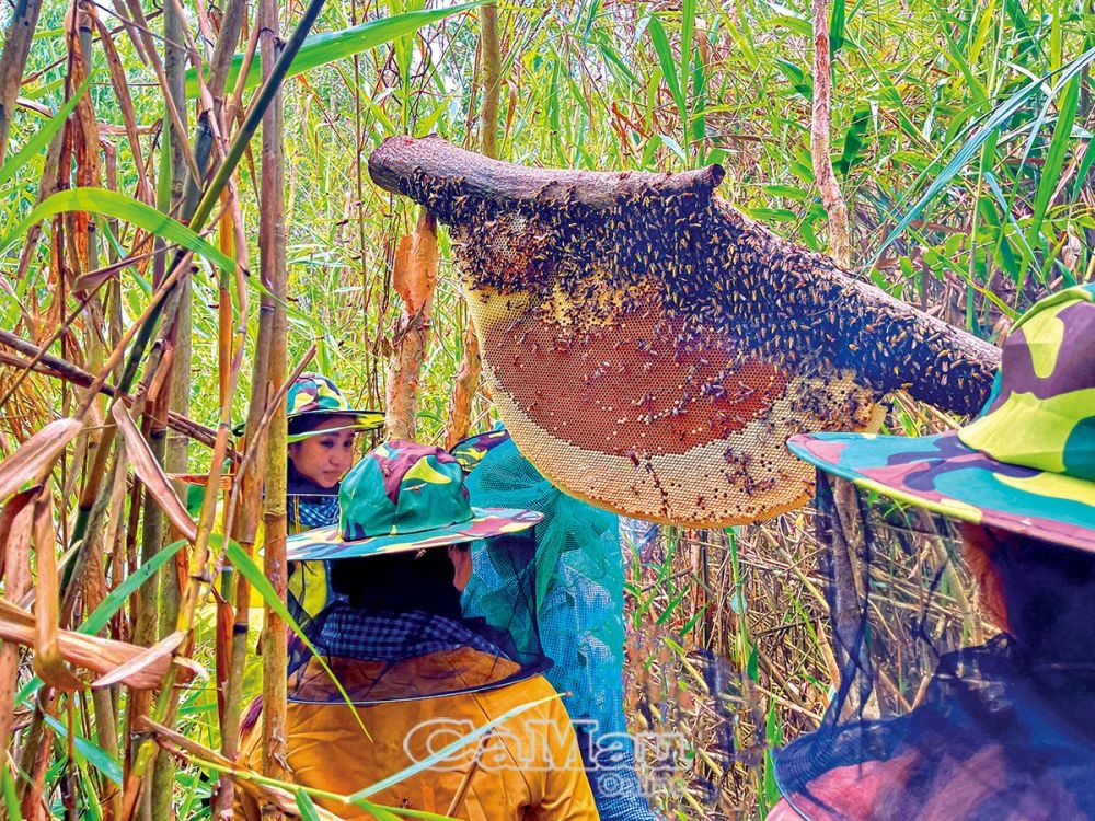 Cà Mau: Du lịch gắn bảo vệ rừng