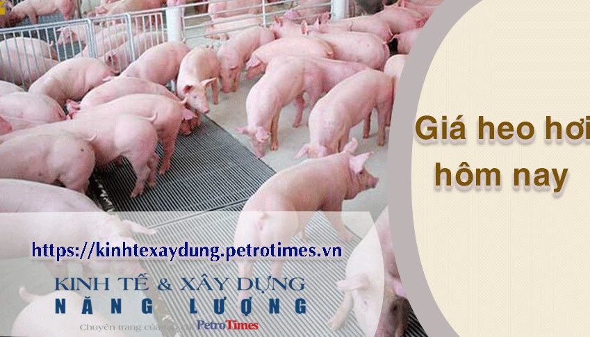 Giá heo hơi hôm nay 6/4: Tăng tại miền Bắc