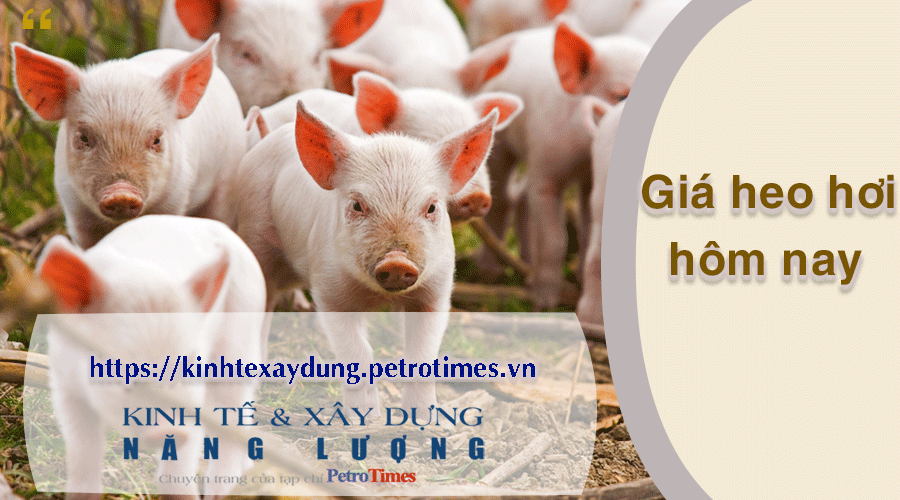 Giá heo hơi hôm nay 7/4: Miền Trung và miền Nam điều chỉnh trái chiều