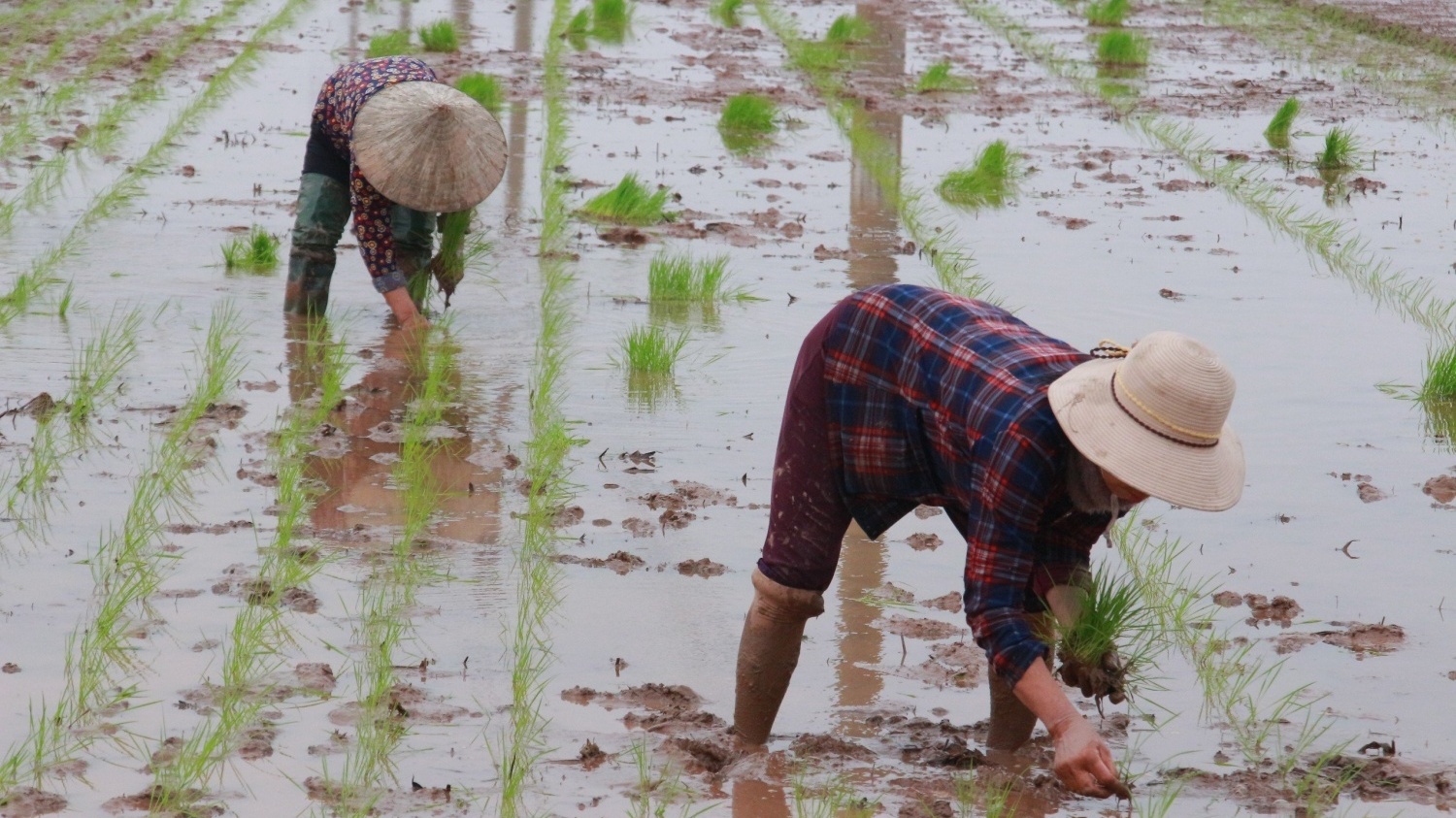 Kỳ II: Nông dân “điêu đứng” vì Luật thuế 71