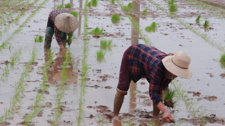 Kỳ II: Nông dân “điêu đứng” vì Luật thuế 71
