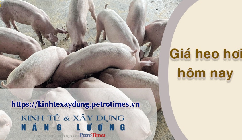 Giá heo hơi hôm nay 8/4: Chững lại trên cả nước