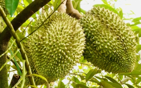 Tin tức kinh tế ngày 10/4: Giá sầu riêng giảm mạnh