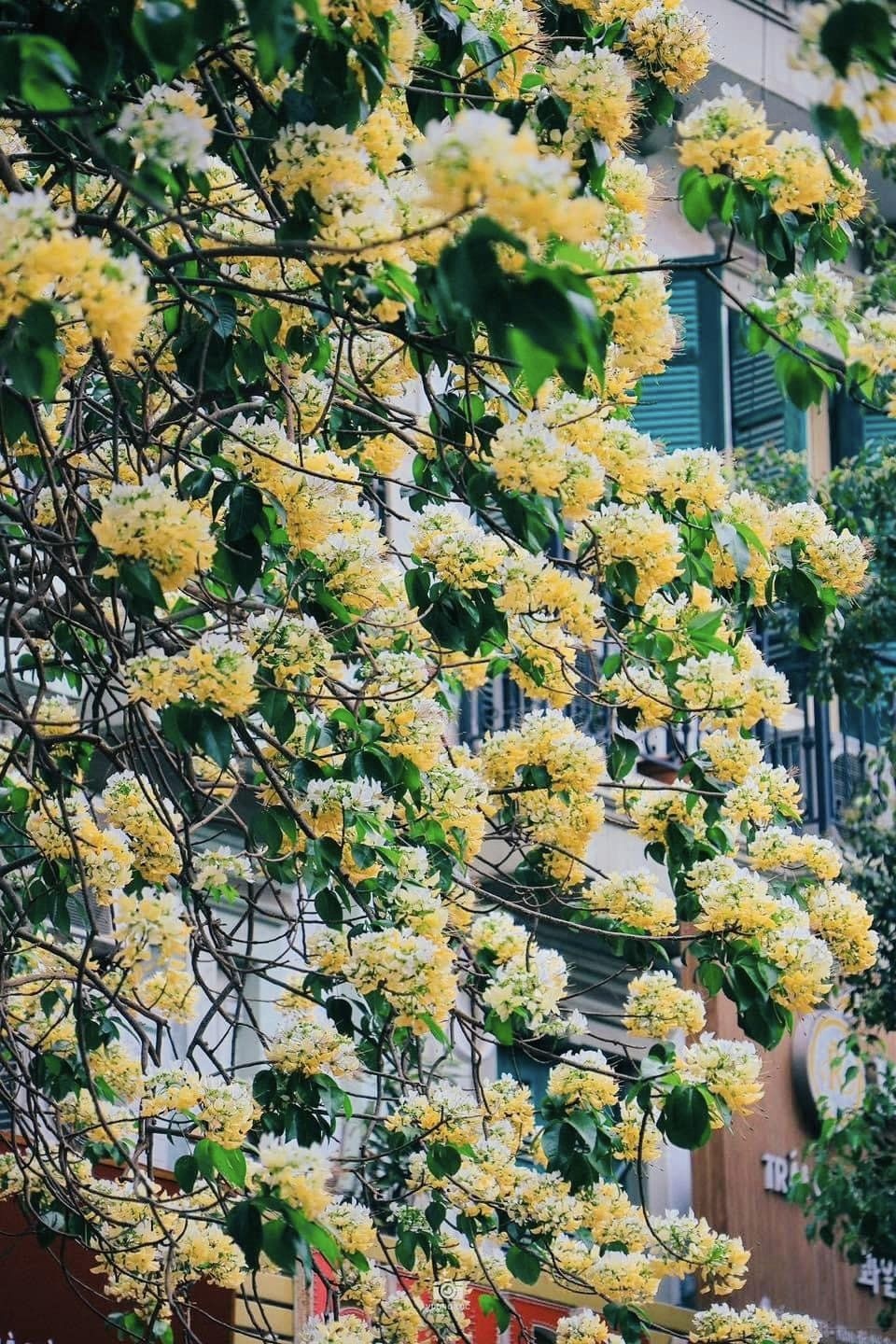 Chiêm ngưỡng cây hoa bún độc nhất ở Hà Nội đang rực rỡ khoe sắc Chiêm ngưỡng cây hoa bún độc nhất ở Hà Nội đang rực rỡ khoe sắc