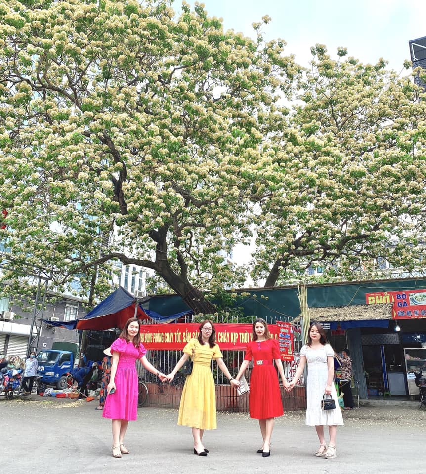 Chiêm ngưỡng cây hoa bún độc nhất ở Hà Nội đang rực rỡ khoe sắc Chiêm ngưỡng cây hoa bún độc nhất ở Hà Nội đang rực rỡ khoe sắc