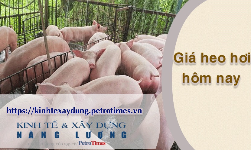 Giá heo hơi hôm nay 12/4: Miền Nam điều chỉnh giảm