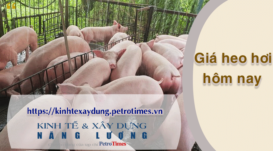 Giá heo hơi hôm nay 12/4: Miền Nam điều chỉnh giảm