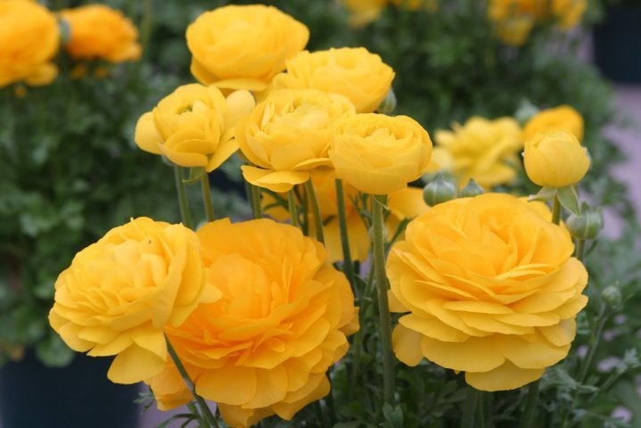Tử vi ngày 13/4/2024: Tuổi Mão cơ hội tiềm năng, tuổi Ngọ đánh giá sáng suốt