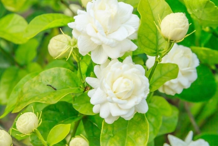 Tử vi ngày 13/4/2024: Tuổi Mão cơ hội tiềm năng, tuổi Ngọ đánh giá sáng suốt